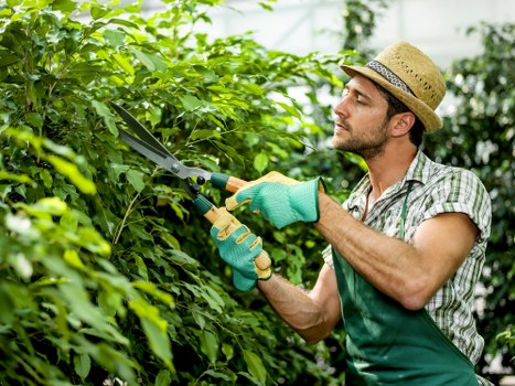 Professional gardener trimming a hedge with specialized tools